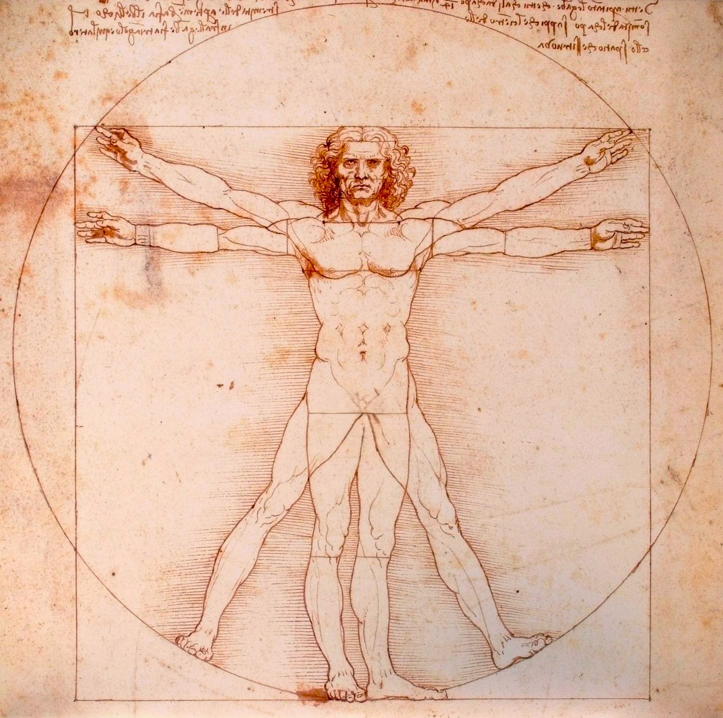 L'homme de vitruve 